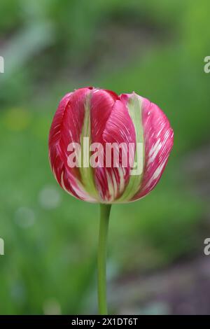 gros plan d'une belle tulipe de viridiflora rose devant un fond vert flou Banque D'Images