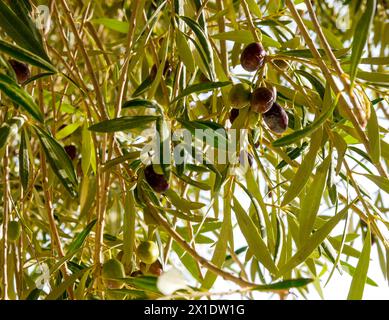 Olives poussant sur les branches d'un olivier Banque D'Images