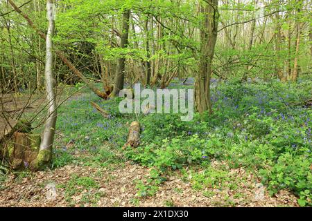 Belles Bluebells au milieu de l'herbe verte dans les bois à Trosley Banque D'Images