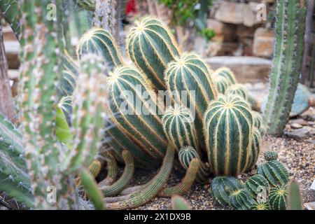 Parodia magnifica est une espèce de plante à fleurs de la famille des Cactaceae, originaire du sud du Brésil. Une des nombreuses espèces appelées cactus à boule Banque D'Images