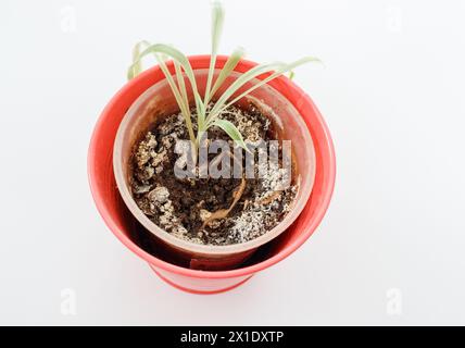Plante d'intérieur en pot de fleurs rouge poussant sur un sol moisi Banque D'Images