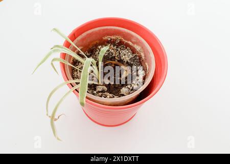 Plante d'intérieur en pot de fleurs rouge poussant sur un sol moisi Banque D'Images