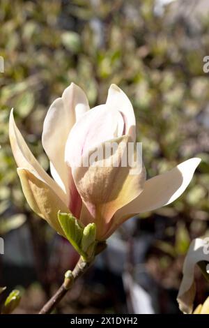 Magnolias. Arbre magnolia en fleurs dans le jardin au printemps. Beau fond floral flou délicat, bokeh. Banque D'Images