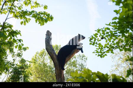 Ours à lunettes ou Tremarctos ornatus se trouve sur la branche dans le zoo. Promenez-vous dans le jardin zoologique de Francfort, fondé en 1858 et deuxième plus ancien zoo d'Allemagne Banque D'Images