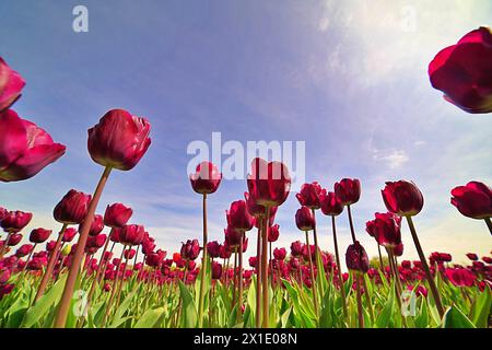 Champ de tulipes rouges avec ciel bleu Banque D'Images