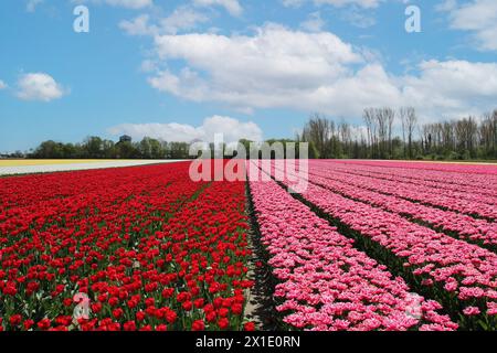 un grand champ de bulbes avec de longues rangées de tulipes de couleur rouge, rose et jaune dans la campagne hollandaise au printemps et un ciel bleu Banque D'Images