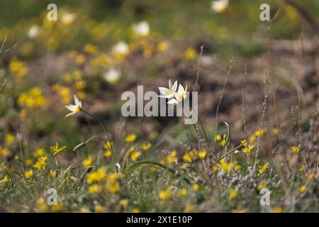 Fleurs de la tulipe du Turkestan, une petite fleur blanche avec un centre jaune. fleur d'primevère sauvage et symbole du printemps dans la steppe verte entre autres f Banque D'Images