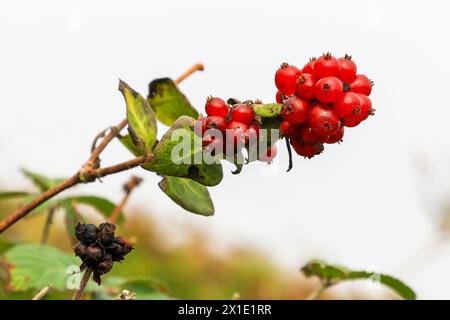 Grappes de baies rouges, qui mûrissent en automne, de chèvrefeuille sauvage (Lonicera periclymenum), Cornouailles, Angleterre, Royaume-Uni Banque D'Images