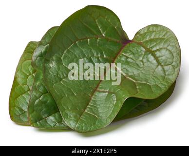 feuilles de plante d'épinard malabar fond blanc isolé, ceylan, épinards indiens ou de vigne, basella alba tropical médicinal plantes vignes gros plan Banque D'Images