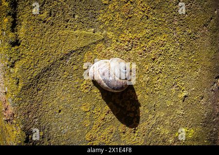 coquille d'escargot attachée au mur plein de lichen jaune verdâtre, ombragé par le soleil sur le mur Banque D'Images