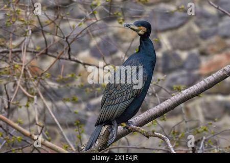 Image de cormoran oiseau sauvage de sauvagine assis sur une branche d'arbre Banque D'Images