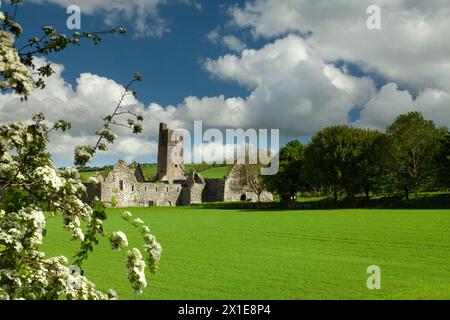 Ruines de l'abbaye de Kilcrea sur des terres agricoles dans le comté de Cork dans la région de Munster en Irlande Banque D'Images