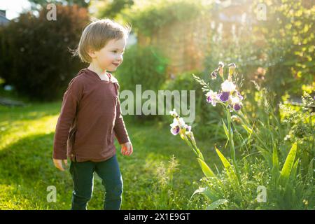 Mignon petit garçon admirant des fleurs d'iris colorées fleurissant sur un lit de fleurs dans le parc le soir ensoleillé d'été. Beauté dans la nature. Banque D'Images