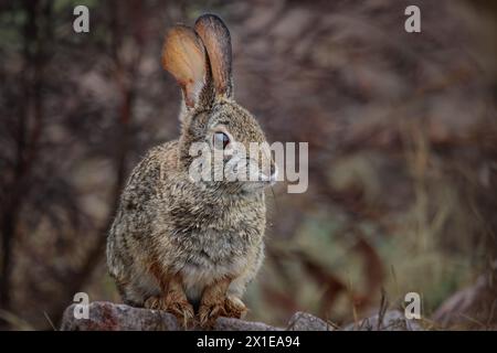 Un lapin Desert Cottontail dans le haut désert de l'Arizona après une pluie de printemps. Banque D'Images