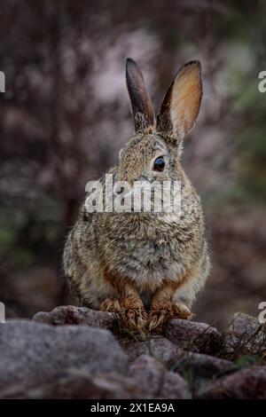 Un lapin Desert Cottontail dans le haut désert de l'Arizona après une pluie de printemps. Banque D'Images
