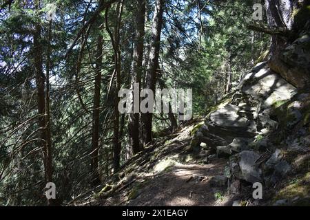 Beau sentier de randonnée à travers la forêt de pins dans la vallée de Stubai sous Stubai Glacier.Austria Alpes , Innsbruck Land , région du Tyrol . Banque D'Images