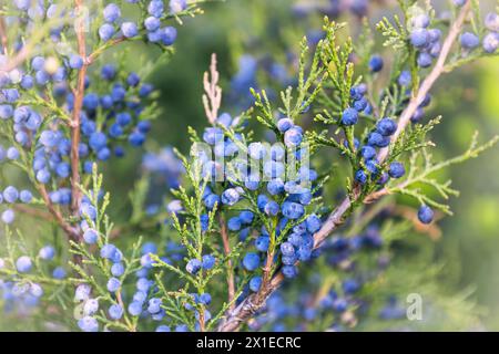 Aiguilles brillantes avec baies bleues blanchâtres genévrier de Cossack. Bosses immatures de Juniperus sabina. Savin pour décorer n'importe quel jardin. Nature intéressante Banque D'Images