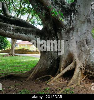 Tronc, branches et racines de Ficus benjamina dans un jardin botanique. Sri Lanka. Banque D'Images