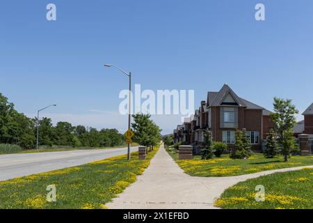 Quartier de banlieue serein - maisons modernes en brique bordent une rue - fleurs jaunes vibrantes le long d'un trottoir - arbres verts et arbustes en arrière-plan. Banque D'Images