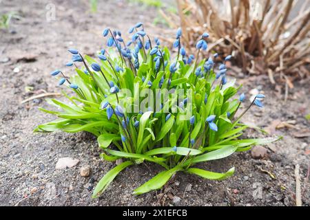 Scilla est un genre de plantes herbacées vivaces formant bulbes de la famille des Asparagaceae, sous-famille des Scilloideae. Parfois appelé les squills à Engli Banque D'Images