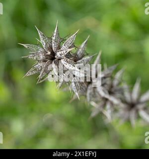 Une image de mise au point sélective d'une plante épineuse sèche dans un pré vert. Banque D'Images