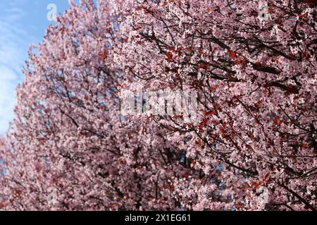 Magnifique arbre en fleurs rose photo rapprochée. Pétales roses sur l'arbre en fleurs. Jardin de printemps le jour ensoleillé. Fond texturé nature. Banque D'Images
