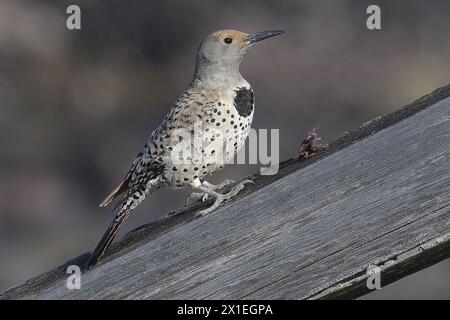 Pacific Grove, Californie, États-Unis. 16 avril 2024. Le scintillement nordique (Colaptes auratus) est un oiseau de taille moyenne de la famille des pics. Il est originaire de la majeure partie de l'Amérique du Nord, de certaines parties de l'Amérique centrale, de Cuba et des îles Caïmans, et est l'une des rares espèces de pics qui migrent. (Crédit image : © Rory Merry/ZUMA Press Wire) USAGE ÉDITORIAL SEULEMENT! Non destiné à UN USAGE commercial ! Banque D'Images