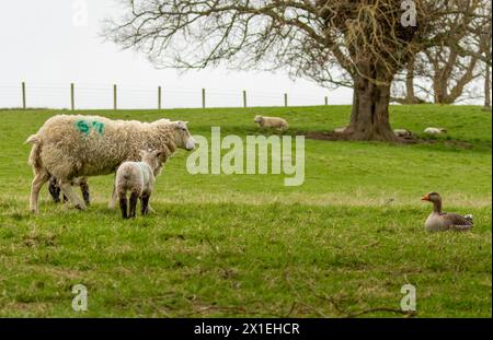 Oie de lag gris couchée dans un champ vert avec des moutons et des agneaux au printemps Banque D'Images