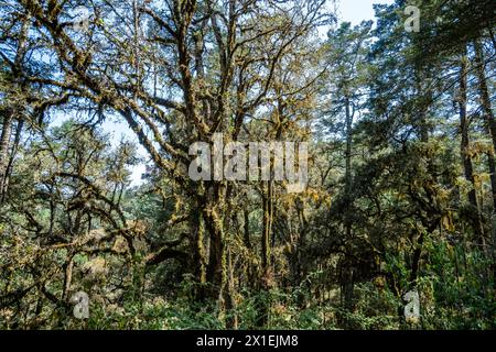 Moss couvrait un grand arbre dans la forêt de montagne de Oaxaca, Mexique. Banque D'Images