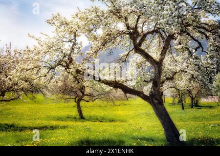 DE - BAVIÈRE : printemps à Kiefersau près de Bad Tölz, Oberbayern. Photographie par Edmund Nagele FRPS Banque D'Images