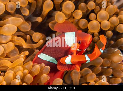 Spine-joue anemonefishes bieculatus Premnas, Raja Ampat, Indonésie Banque D'Images
