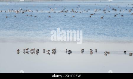 Un troupeau de Dunlin, dans les marais salants de la réserve naturelle de Lilleau des Niges sur l'île de Ré en France Banque D'Images