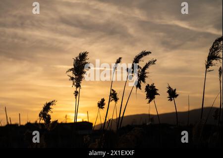 Silhouette de plantes de roseau devant le coucher du soleil. Banque D'Images