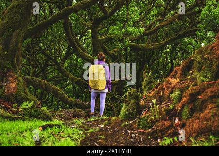 Description : Backpacker femme regardant la cime moussue des arbres de vieux lauriers dans la forêt de lauriers. Forêt de Fanal, île de Madère, Portugal, Europe. Banque D'Images