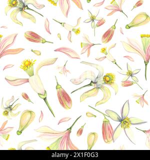 Ensemble tendre aquarelle avec bourgeon et fleur. Fleurs orange mandarine citron rose peintes à la main isolées sur fond blanc. Illustration pour la conception Banque D'Images