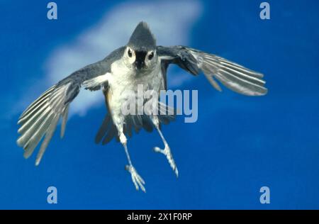 Un oiseau Titmouse, Baeolophus bicolor, vole dans un ciel bleu clair directement vers la caméra avec des ailes déployées et entrant pour un atterrissage, US Banque D'Images