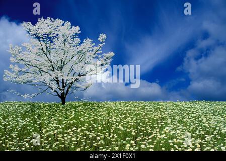 Prairie fleurie de dasies sauvages de bœuf, Leucanthemum vulgare, avec le cornouiller amblanc (Cornus florida) en pleine floraison Missouri USA Banque D'Images