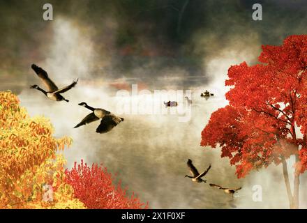 Des troupeaux d'oies et de canards du Canada prennent leur envol dans la brume montante un matin d'automne sur un lac du Midwest, Missouri, États-Unis Banque D'Images