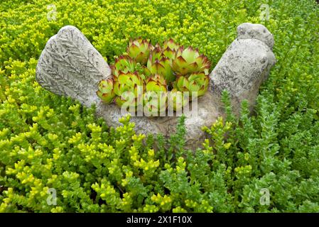 Jardinière de poules et de poussins assis dans un parterre de fleurs plein de sedum appelé «poules et poussins» en vert vif. Jardin communautaire de Yarmouth, Yarmouth ME Banque D'Images