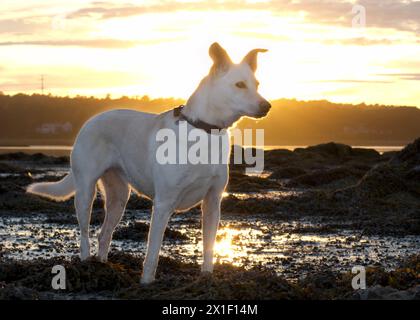 Un chien blanc à Littlejohn Island conserve dans la boue printanière au crépuscule avec le soleil couchant sur la côte de l'océan, Maine, États-Unis Banque D'Images