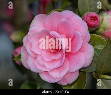 Les teintes roses vives d'une fleur de camélia capturées dans les détails immaculés, entourées d'une tapisserie de feuilles vertes riches Banque D'Images