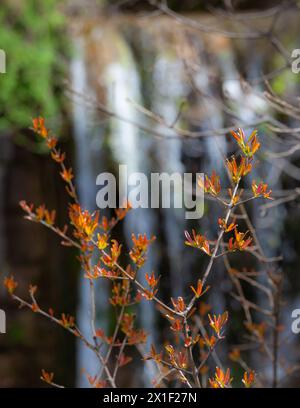 Une branche de mélèze avec des feuilles orange se tient devant une chute d'eau en arrière-plan. Les feuilles fraîches viennent de fleurir. Ressort. Vertical. Banque D'Images