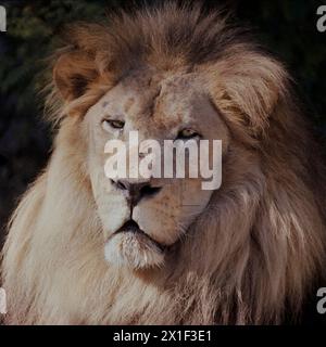 Visage du lion africain masculin Banque D'Images