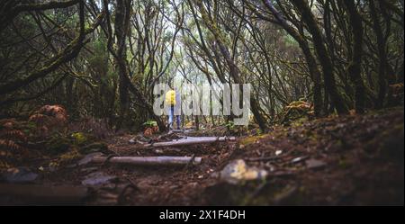 Description : femme touriste avec sac à dos marche sur un chemin en forme d'escalier à travers une forêt de larves brumeuses un jour de pluie. 25 Cascades Fontes, Madère est Banque D'Images