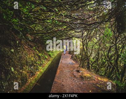 Description : femme touriste avec sac à dos marche à travers un canal d'eau envahi par les branches dans une forêt laurale un jour de pluie. Cascade de 25 Fontes Banque D'Images