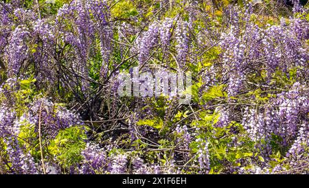 Wisteria sinensis, également connu sous le nom de wisteria chinoise Banque D'Images