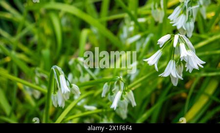 Allium triquetrum, également connu sous le nom de poireau à trois coins, d'ail à trois coins, d'oignon en angle ou d'herbe à l'oignon. Banque D'Images