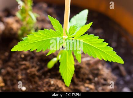 Observez les premiers stades de croissance avec cette image captivante représentant une jeune pousse de cannabis Banque D'Images