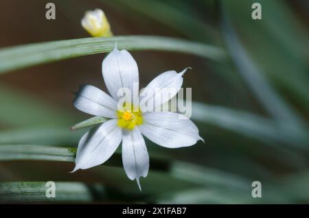 Prairie Blue-eyed Grass, Sisyrinchium campestre Banque D'Images