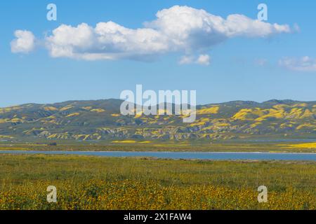 Surplombent les collines et la promenade le long du lac Soda dans la plaine Carrizo pour admirer les meilleures fleurs, le centre de la Californie Banque D'Images